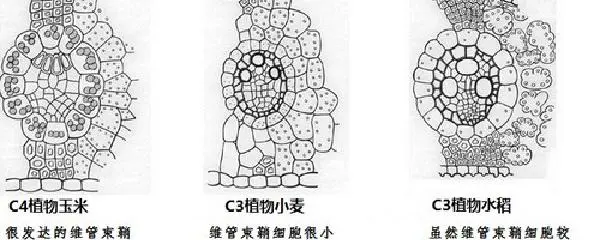 如何制定智能篮球训练计划_1